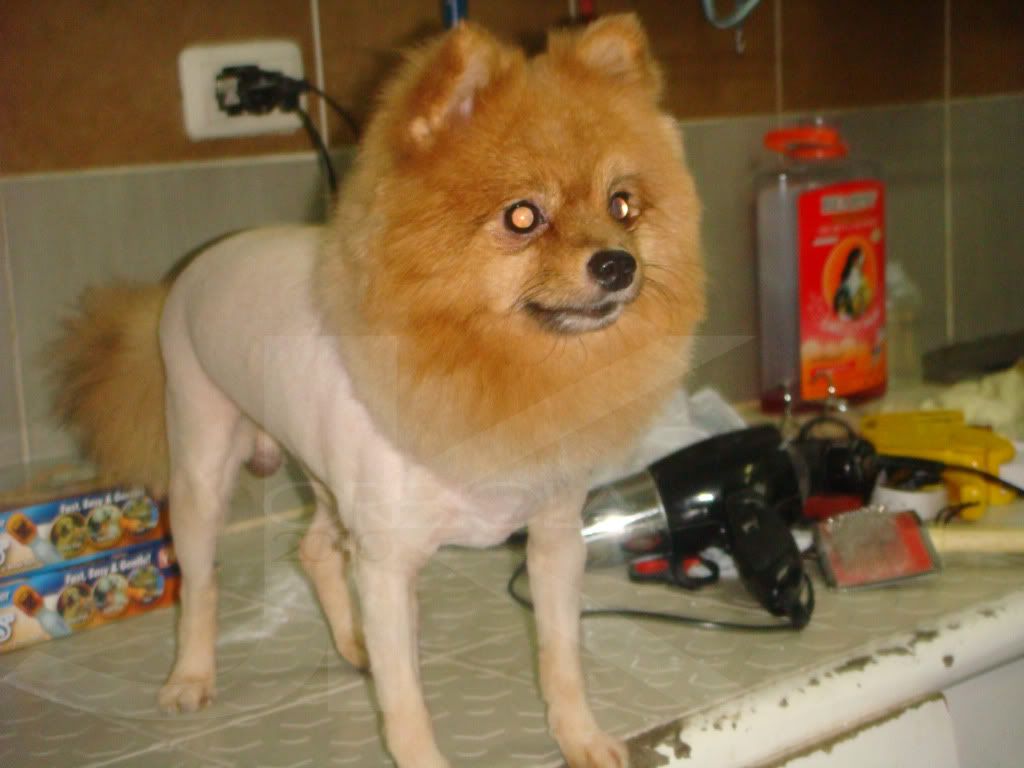 Phlog-Oh-Ten: Milo, the Pomeranian with Lion Cut