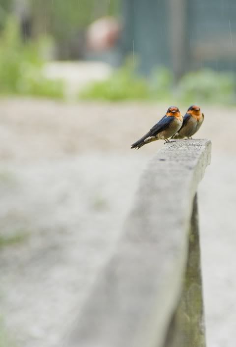 bokeh Pictures, Images and Photos