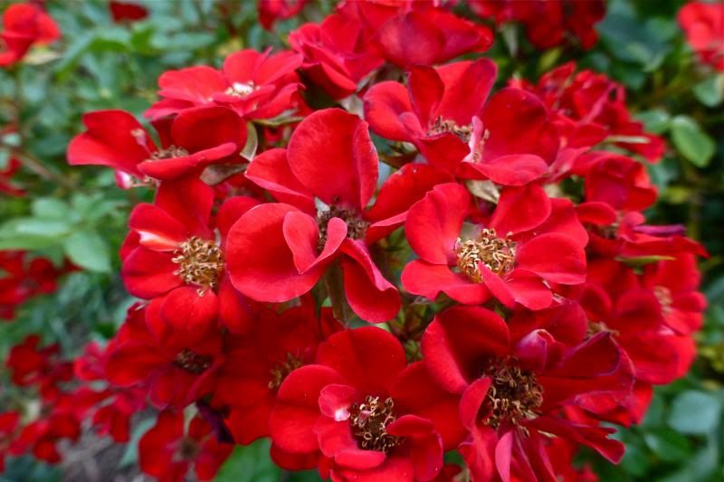  photo P1010123_zps071329a9.jpg