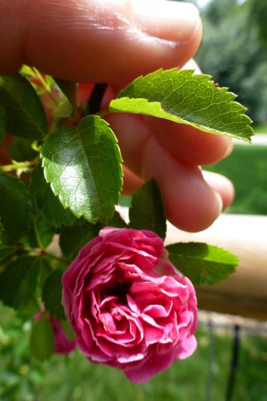  photo P1010166_zps4029de1a.jpg