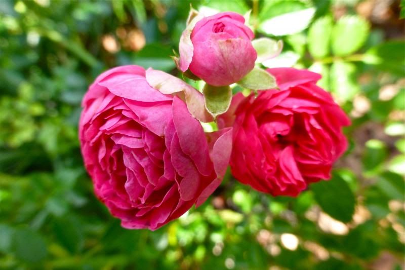  photo P1010172_zps2c9cb868.jpg