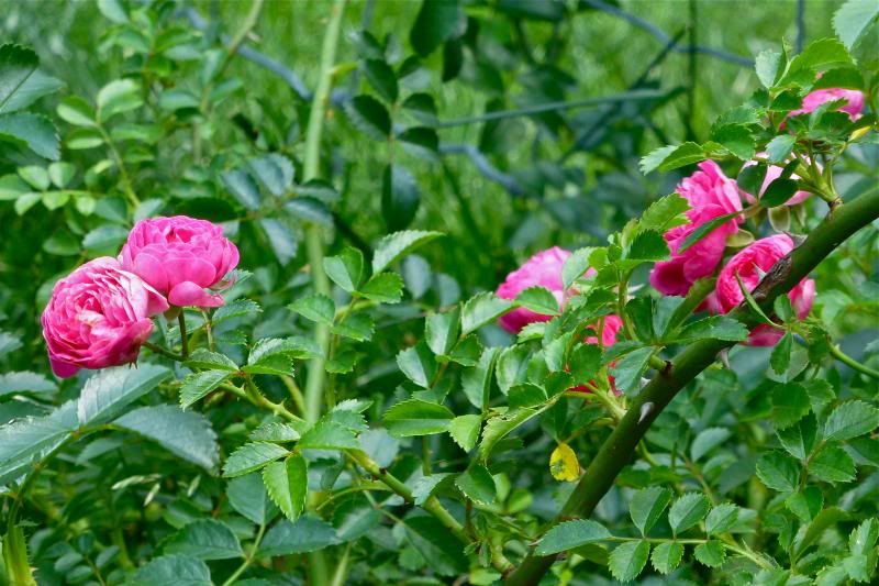  photo P1010179_zpsdedfcdf6.jpg