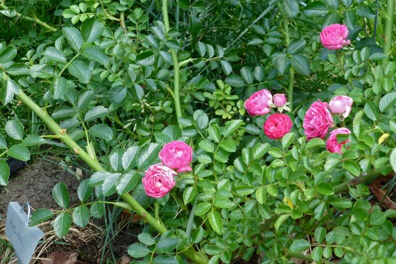  photo P1010180_zpsd5698528.jpg