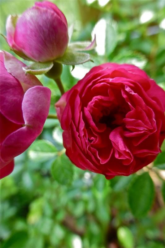  photo P1010181_zpsbb95c91d.jpg