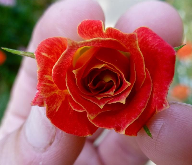  photo P1010212_zpsa3067292.jpg