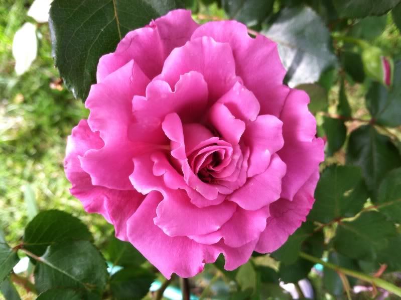  photo null_zps11f92390.jpg