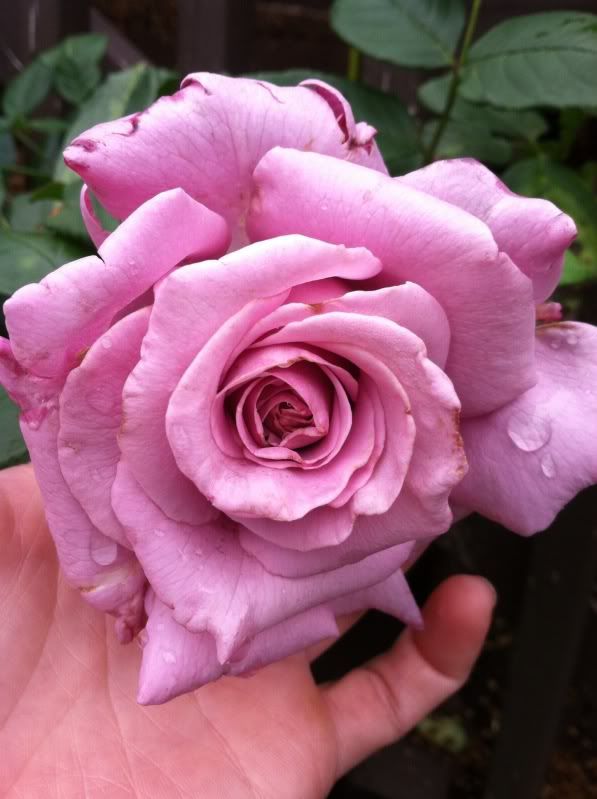  photo null_zps1be0c7d6.jpg