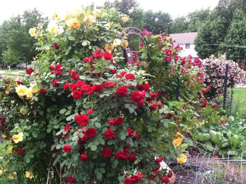  photo null_zps1ff22ec0.jpg