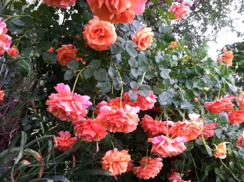  photo null_zps548d1171.jpg