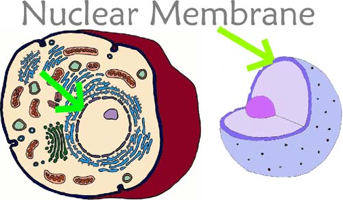 Animal Cell Nucleolus. Support to an animal Rigid