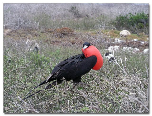Frigate Bird Looking for Love