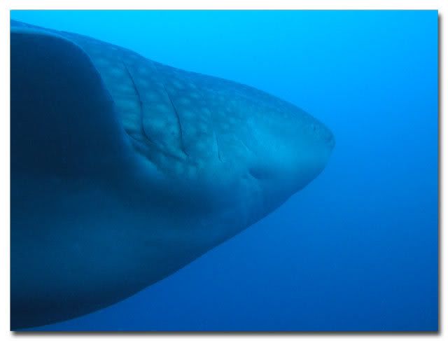 Vogon or Whale Shark?