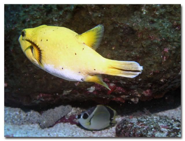 Not the Yellow Puffer