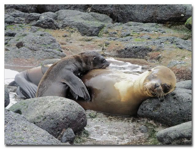 Sea Lion and Pup