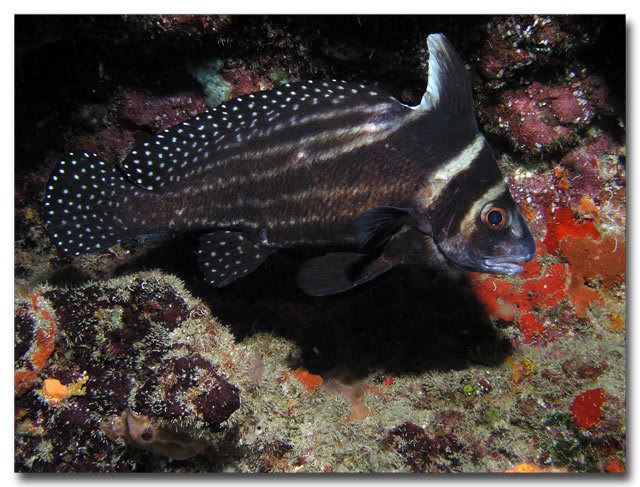 Adult Spotted Drum