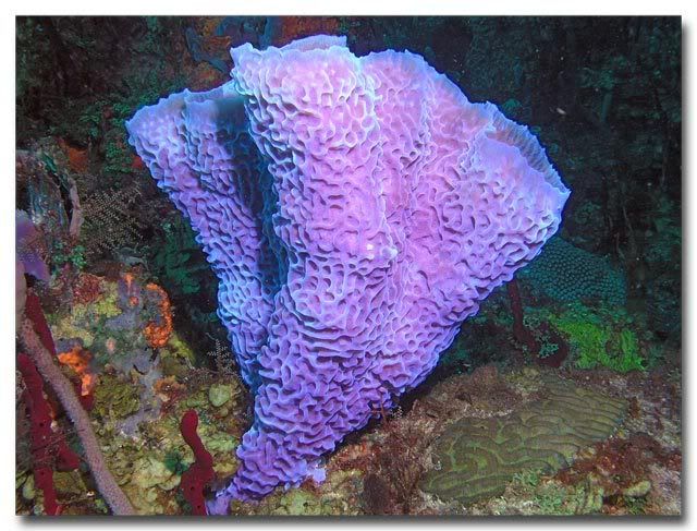 Azure Sponge