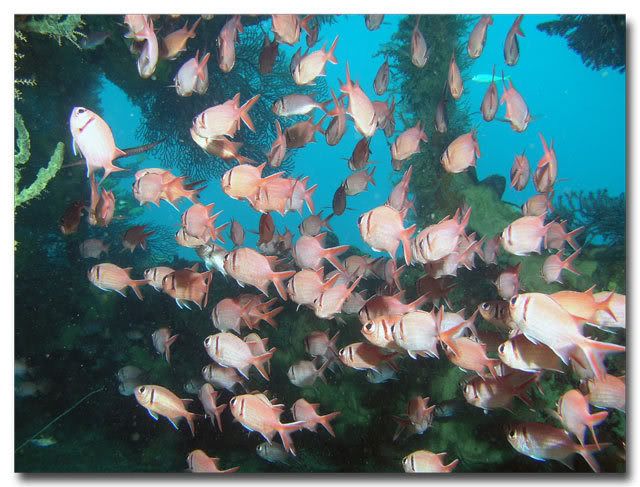 Blackbar Soldier Fish inside the Lesleen M Wreck