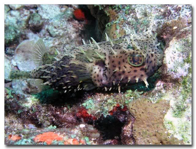 Burrfish