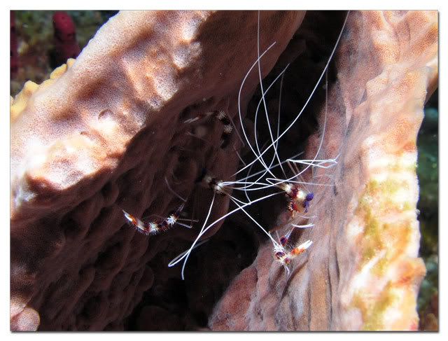 Banded Coral Shrimp in Squished Barrel Sponge