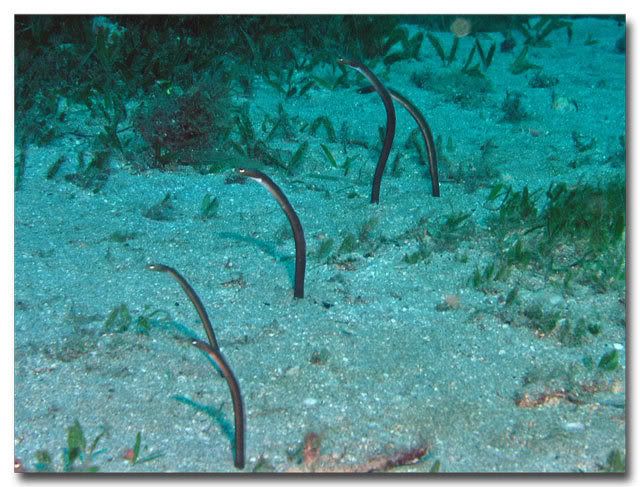 Garden Eels