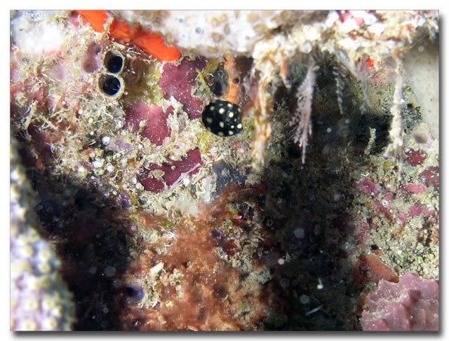 Juvenile Smooth Trunkfish