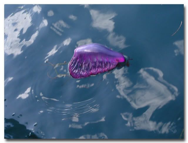 Something You Don't Want to See... Portuguese Man-Of-War
