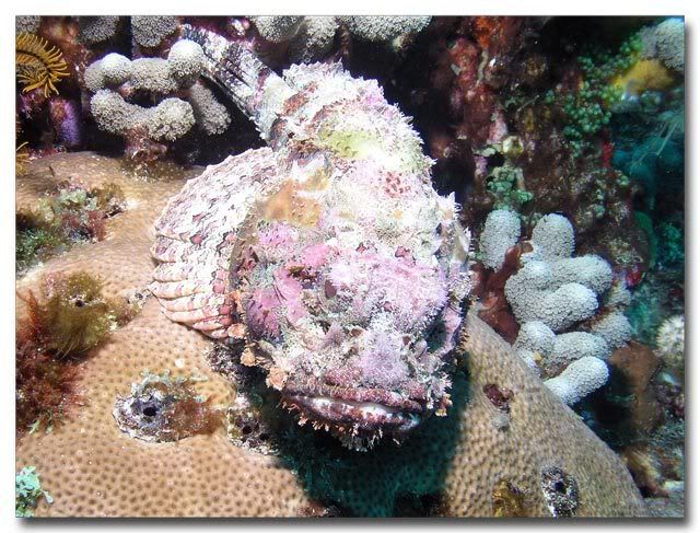 Scorpionfish