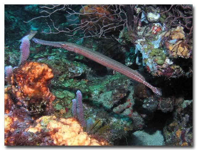 Trumpetfish