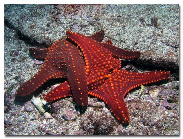 Starfish Friends