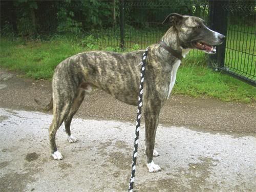 lurcher link muzzle shop