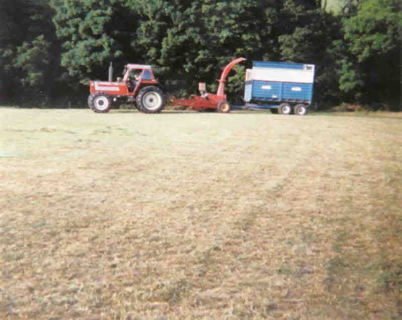 silage4.jpg