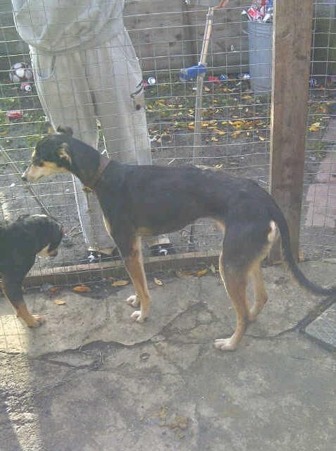 dog.jpg