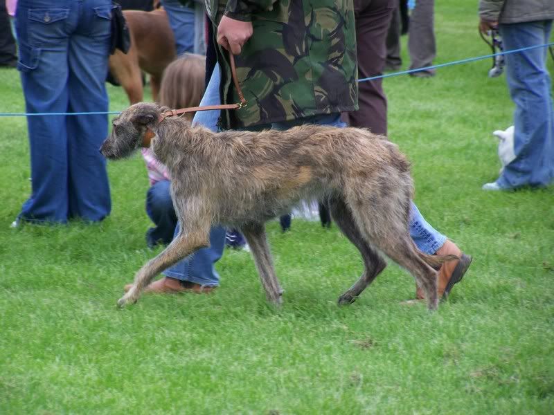 hawickshow005.jpg