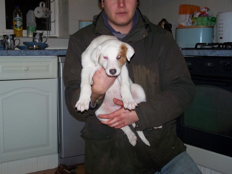 pupsgracie001.jpg