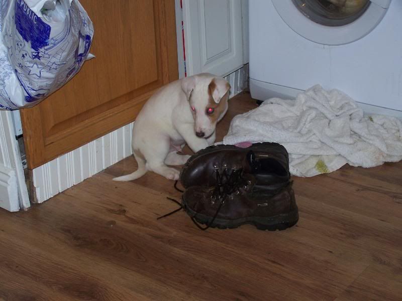 pupsgracie005.jpg