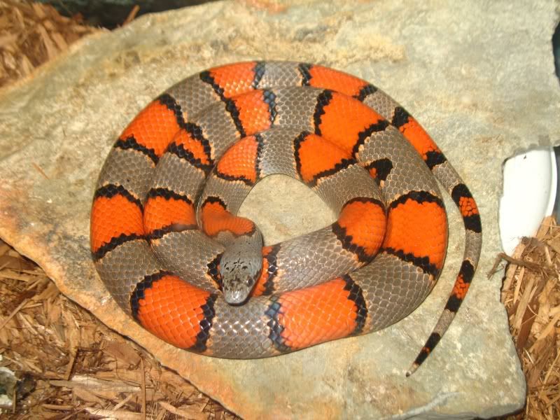 IMAGE: http://i92.photobucket.com/albums/l14/Sigmeister1/Bandit.jpg