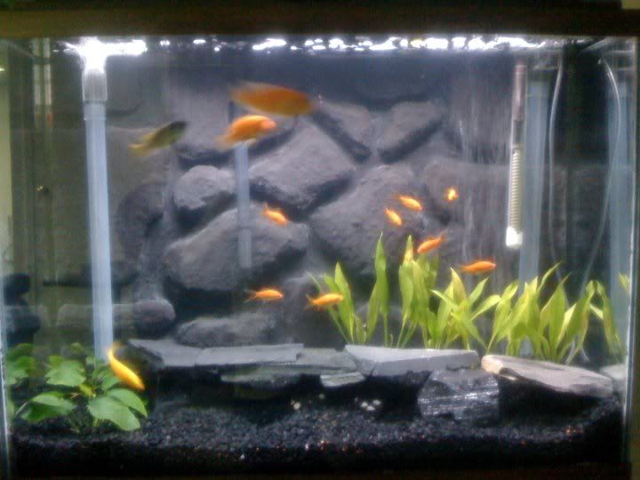 Tank mates for Red Zebra, Elongatus, Yellow Lab, and Jewel Cichlids