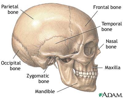 casey anthony pictures of skull. casey anthony trial pictures