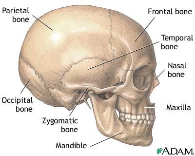 casey anthony trial pictures skull. skull. casey anthony trial