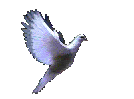  photo flying-dove.gif