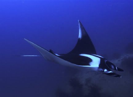 [Image: Manta-ray-07b.jpg]