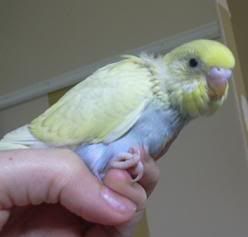 Mellow.jpg