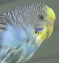bigbeakdani.jpg
