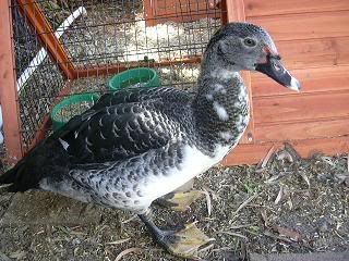 ducksentury.jpg