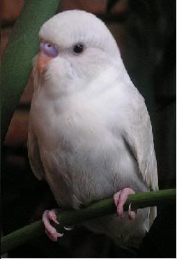 marshmallowfront.jpg
