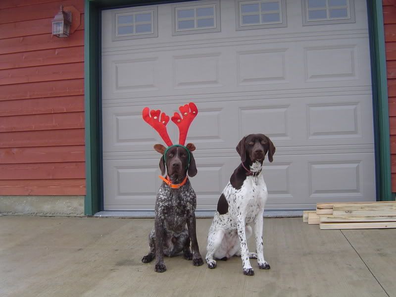 2007Reindeer001.jpg