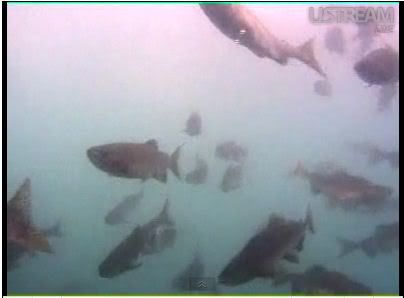 LSSUFishCam.jpg