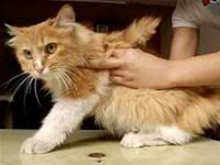 cat has wings Pictures, Images and Photos