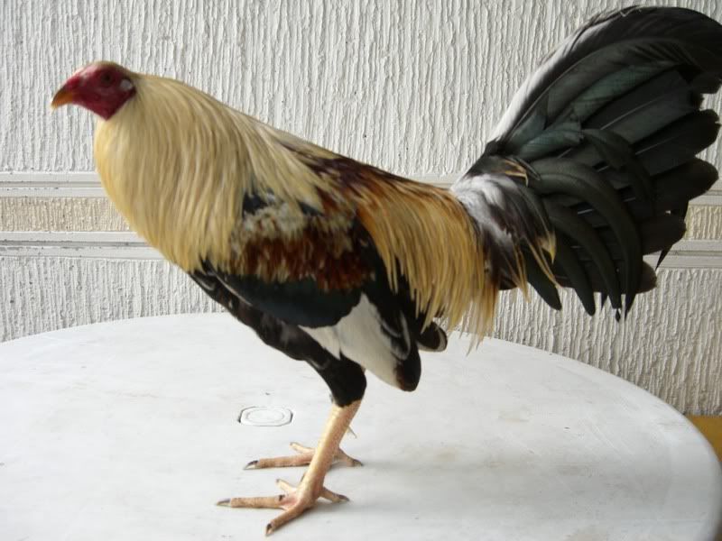 Bates Grey Gamefowl