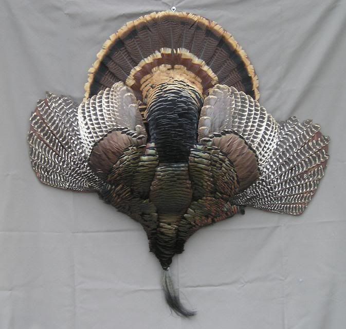 Turkey rug question to the Forum and Community!